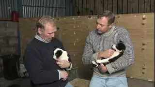 Weekend Explorer- Wales & Sheepdogs
