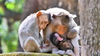 UPDATE! THE BEST SCENE SMALL FAMILY OF VIKI YOUNG MOTHER MONKEY | BBC Natural Animals