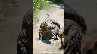 komudo dragon fact #nature #funny #animals #raptile