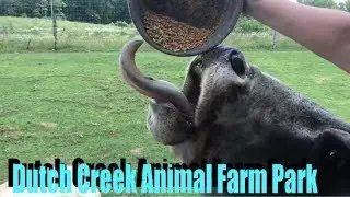 Dutch Creek Animal Farm Park