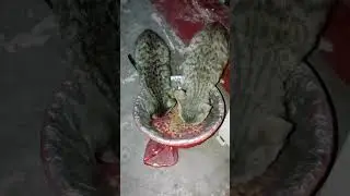feeding street cats 💕 hungry Cats feeding dry food #trending #cat #straycats #catblogger #catsworld