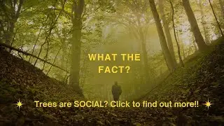 Hidden Beneath your feet: The MIND-BLOWING social network where Trees communicate!