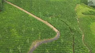 Valparai: Tea Estates