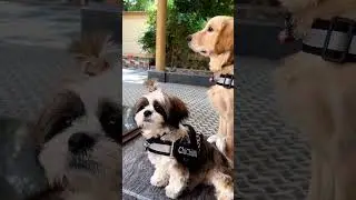 Stylish, comfortable & good quality harness | Shop on Indihopshop #goldenretriever #shihtzu #trend