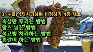 [양봉교육]3~4월 속살만 왕스로 진드기 방제, 석고 방제 및 통갈이하기