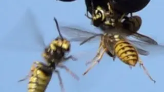 Wasp (Vespula germanica) on garpes. Deutsche Wespe an Weintraube