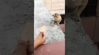 monkey short video #bagla hospital # hathras