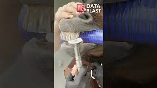 Horse dental floating with rotary tool | Satisfying precision