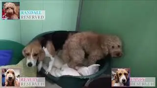 An Evening at Many Tears Rescue
