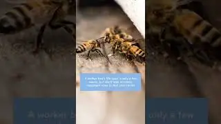 #Worker #honey #bees #perform #cleaning #maintaining #nest #tending #larve, #foraging #making honey