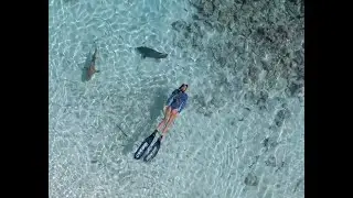 #OceanRamsey #Sharks #Shark #SharkDiving #Ocean #Freediver #Freediving #SharkBehavior #Travel #OMG