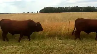 2016 Sale bulls in motion