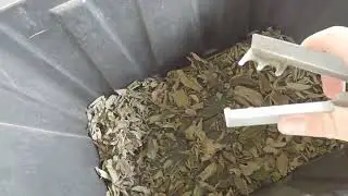 shucking the dried Mamaki tea leaves - #7