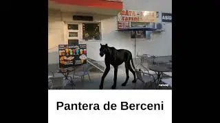 pantera neagra din Berceni