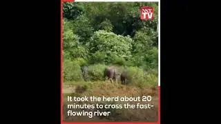 Rare sighting: Herd of 40 wild elephants crosses Sungai Tembeling