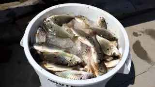 Chesapeake Bay Charter Fishing 2013