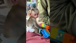 Baby Monkey&rsquo;s First Toy Playtime 🐵 #shorts #babymonkey #katorn #toto