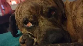 Willow dog REM sleeping eyes move with music