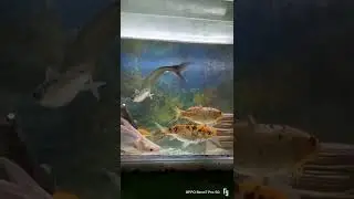 New Fish with upper filter😍