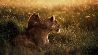 Africa animals wildlife | Cinematic video in 4k with background music