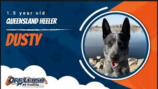 Queensland Heeler 🐾Loose Leash Training | Best Dog Trainer | Reno, NV🐾