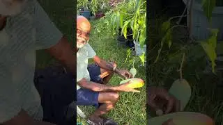 Picking Mahachanok Mango with my Grandson in Our Home Garden 