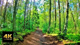 4K Ultra HD | Join me for a beautiful walk In the forest. the video is without music