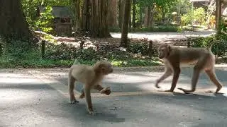 real life of monkey 🐵🐵