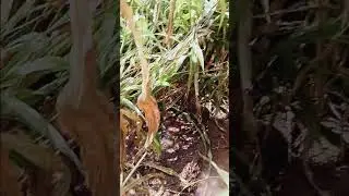 Mistry unwanted location expose part 1 #shorts #trending #viral #horror #universe #viralworld