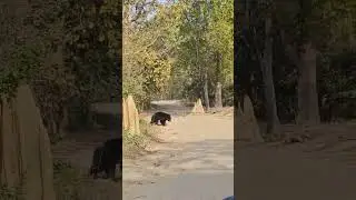 Bear in Phato Zone || Jim Corbett National Park || @Corbetttigerreserveuk #ctruk