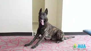 Pet Relief Area - English Version