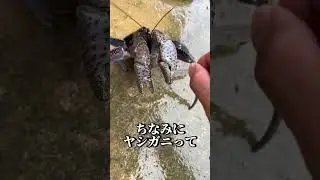 ヤシガニの挟む力が化け物すぎる