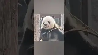 Панда с человеческой мимикой