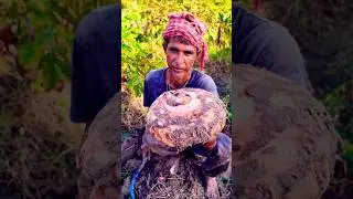 Morning Harvest: Huge Elephant Foot Yam (जिमीकंद/ওল) Dug Out #shorts