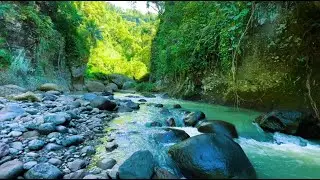 Peaceful River Stream Sounds for Sleeping Deep Relaxation Calm Water Ambience All Night