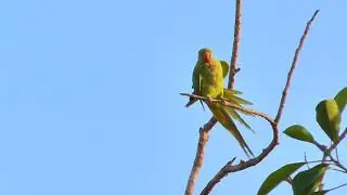 parrot  with sound free video for commercial use