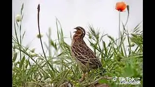 Batair Sound 🐦 | Quail Calls & Hunting Sounds in Pakistan #quailsounds