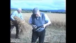 Harvesting Corn in Inishowen