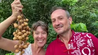 LONGAN : l'oeil de Dragon 🐉