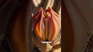 Hydnora africana &mdash; мясная ловушка пустыни  #naturesecrets #plants #plantfacts #treemysteries #facts