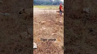 animal prank video 🤣🤣🤣🐅🐅🐅🐅🐅🐅🤣🐅🐅#funny #prank #comedy #funnyreel #shortvideo #shortsfeed