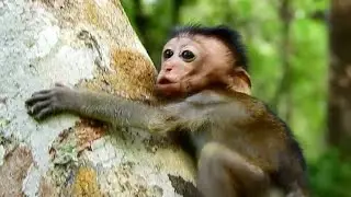 ADA Little Baby Monkey Screaming , Baby Ada Lost Mom Crying Calling Young Mom Angel | Sounds Monkey