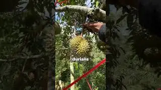 Why Does This Fruit Sound Like a Gun When It Falls?