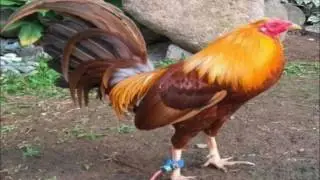 EL GALLO EL DORADO. Salvador Bravo.