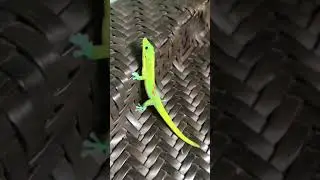 Hawaiian Geckos Galore #animals #travel #hawaii #pets