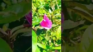 The flower in the image is likely an azalea, specifically a pink azalea#foryou #flowers#nature