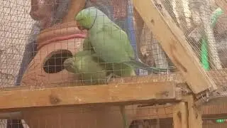 for Sale ring neck pair .. best talking pair