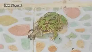 Asian bullfrog eats lizard | American bullfrogs