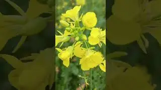 फूल तुम्हे भेजा है खत में phool tumhen bheja Hai khat mein #music #song #bollywood #shorts #viral