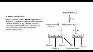 The role of Sertoli and Leyding cells in Spermatogenesis- Dev Biology